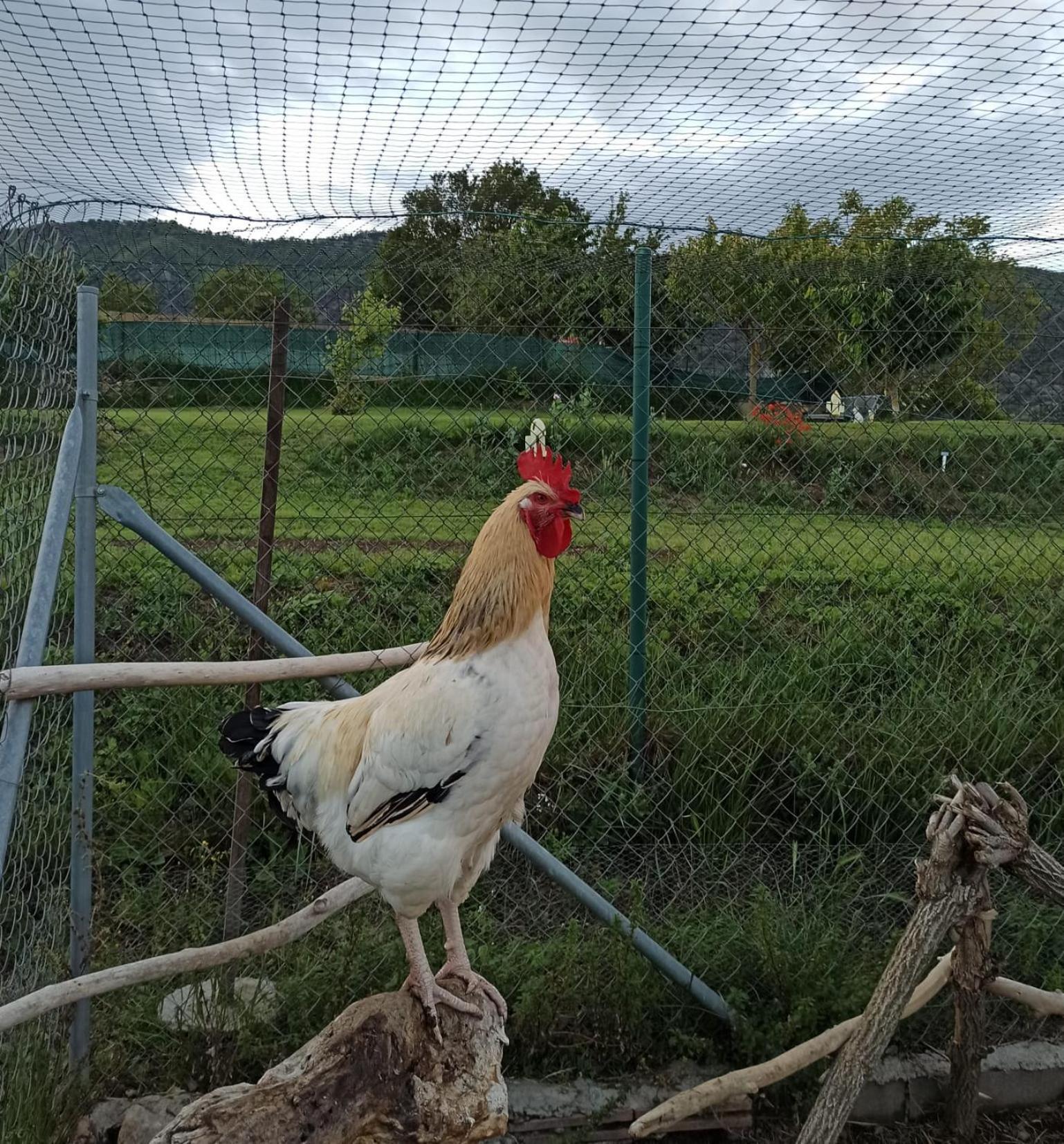 Alojamiento Compartido Cantroncxic San Pedro de Torelló 外观 照片